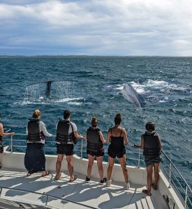 Read more about the article Whale Watching in Sri Lanka: An Ultimate Guide for Tourists