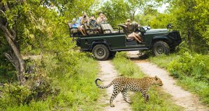 Read more about the article Safari Adventure in Sri Lanka